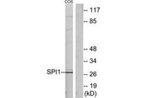 Western blot analysis of extracts from COS7 cells, using SPI1 Antibody. (SPI1 Antikörper  (AA 181-230))