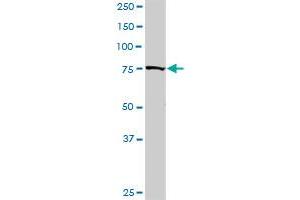 GOLGA1 MaxPab rabbit polyclonal antibody. (GOLGA1 Antikörper  (AA 1-767))