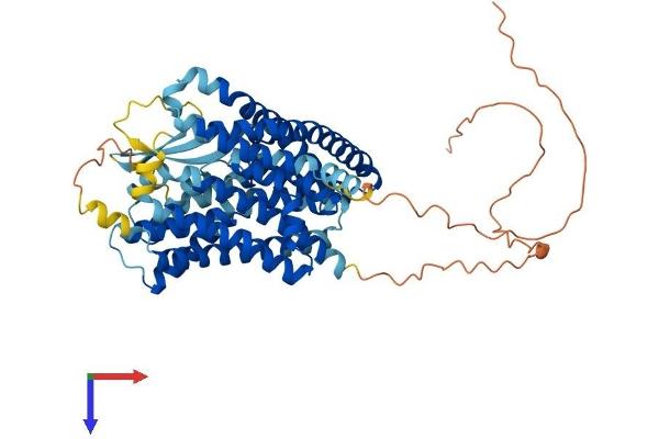 SLC1A5 Protein (AA 1-553) (His tag)