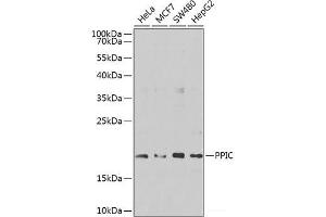 Western blot analysis of extracts of various cell lines using PPIC Polyclonal Antibody at dilution of 1:1000. (PPIC Antikörper)