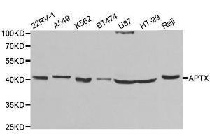 Western blot analysis of extracts of various cell lines, using APTX antibody. (Aprataxin Antikörper  (AA 93-342))