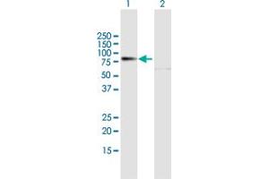Western Blot analysis of PREP expression in transfected 293T cell line by PREP MaxPab polyclonal antibody. (PREP Antikörper  (AA 1-710))