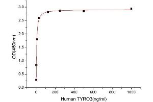 TYRO3 Protein Tyrosine Kinase (TYRO3) (AA 41-428) (Active) protein (His-Fc tag)