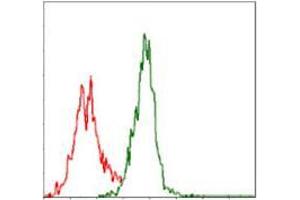 Flow cytometric analysis of Jurkat cells using ASS1 mouse mAb (green) and negative control (red). (ASS1 Antikörper)