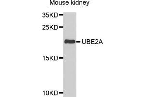 Western blot analysis of extracts of mouse kidney, using UBE2A antibody. (UBE2A Antikörper)