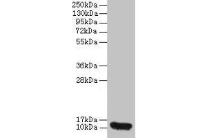 Western blot All lanes: CXCL8 antibody at 2 μg/mL + 293T whole cell lysate Secondary Goat polyclonal to rabbit IgG at 1/10000 dilution Predicted band size: 12 kDa Observed band size: 12 kDa