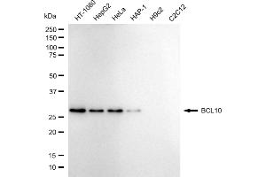 Western blotting analysis using BCL10 antibody (ABIN7800914). (Rekombinanter BCL10 Immune Signaling Adaptor Antikörper)