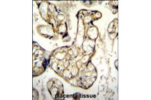 EDN1 Antibody immunohistochemistry analysis in formalin fixed and paraffin embedded human placenta tissue followed by peroxidase conjugation of the secondary antibody and DAB staining. (Endothelin 1 Antikörper  (AA 111-138))