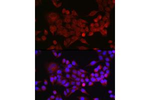 Immunofluorescence (IF) image for anti-Inhibin, beta A (INHBA) (AA 21-426) antibody (ABIN6142459)