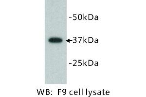 Image no. 1 for anti-Developmental Pluripotency Associated 2 (DPPA2) antibody (ABIN1112807) (DPPA2 Antikörper)