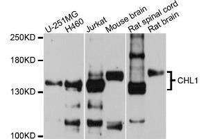 Western blot analysis of extracts of various cells, using CHL1 antibody. (CHL1 Antikörper)