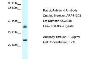WB Suggested Anti-Jund Antibody   Titration: 1.