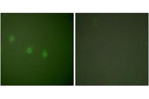 Immunofluorescence analysis of COS7 cells, using OCT2 Antibody. (Oct-2 Antikörper  (AA 1-50))