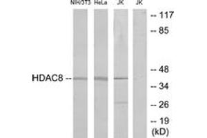 Western blot analysis of extracts from NIH-3T3/HeLa/Jurkat cells, , using HDAC8 (Ab-39) Antibody. (HDAC8 Antikörper  (AA 5-54))