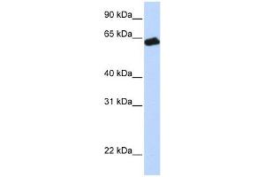 GHR antibody used at 1 ug/ml to detect target protein. (Growth Hormone Receptor Antikörper  (N-Term))