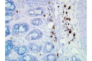 Immunohistochemistry analysis using Mouse Anti-Hsp90 Monoclonal Antibody, Clone D7alpha . (HSP90 Antikörper  (Biotin))