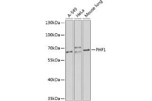 Western blot analysis of extracts of various cell lines, using PHF1 antibody (ABIN6128444, ABIN6145531, ABIN6145532 and ABIN6224513) at 1:1000 dilution. (PHF1 Antikörper  (AA 1-260))