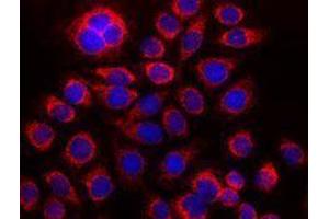 Immunofluorescence (IF) image for anti-Cytochrome C, Somatic (CYCS) antibody (ABIN2666071) (Cytochrome C Antikörper)