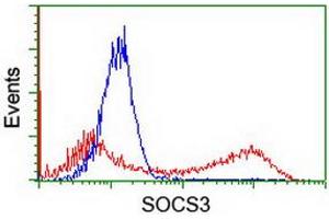 HEK293T cells transfected with either RC209305 overexpress plasmid (Red) or empty vector control plasmid (Blue) were immunostained by anti-SOCS3 antibody (ABIN2454662), and then analyzed by flow cytometry. (SOCS3 Antikörper)