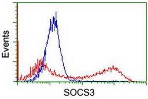 HEK293T cells transfected with either RC209305 overexpress plasmid (Red) or empty vector control plasmid (Blue) were immunostained by anti-SOCS3 antibody (ABIN2454662), and then analyzed by flow cytometry.