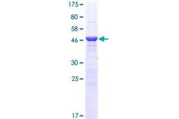 MBD5 Protein (AA 1-229) (GST tag)