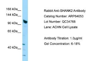 Western Blotting (WB) image for anti-SH3 and Multiple Ankyrin Repeat Domains 2 (SHANK2) (C-Term) antibody (ABIN2789713)