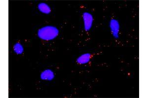 Proximity Ligation Analysis of protein-protein interactions between FGA and F2. (FGA Antikörper  (AA 1-218))