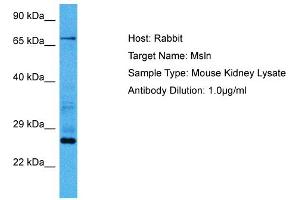 Host:  Mouse  Target Name:  MSLN  Sample Tissue:  Mouse Kidney  Antibody Dilution:  1ug/ml (Mesothelin Antikörper  (Middle Region))