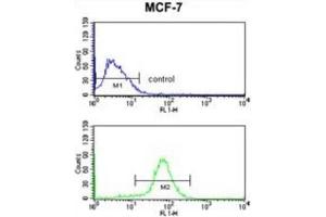 Flow Cytometry (FACS) image for anti-CCR4-NOT Transcription Complex Subunit 4 (CNOT4) antibody (ABIN2998123) (CNOT4 Antikörper)