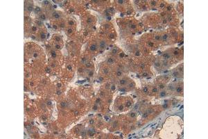 Used in DAB staining on fromalin fixed paraffin- embedded liver tissue (MDH2 Antikörper  (AA 25-338))