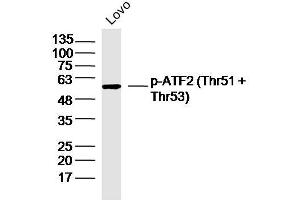 LOVO lysates probed with p-ATF2 (Thr51 + Thr53) Polyclonal Antibody, Unconjugated  at 1:300 dilution and 4˚C overnight incubation. (ATF2 Antikörper  (pThr51, pThr53))