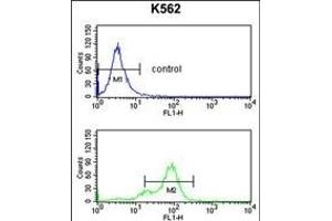 SNRPC Antibody (C-term) (ABIN389354 and ABIN2839460) flow cytometry analysis of K562 cells (bottom histogram) compared to a negative control cell (top histogram). (SNRPC Antikörper  (C-Term))