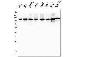 Western blot analysis of KAP1/TRIM28 using anti-KAP1/TRIM28 antibody (ABIN7602310).