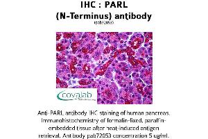 Image no. 1 for anti-Presenilin Associated, Rhomboid-Like (PARL) (N-Term) antibody (ABIN1737869) (PARL Antikörper  (N-Term))