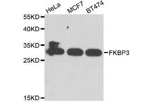 Western blot analysis of extracts of various cell lines, using FKBP3 antibody. (FKBP3 Antikörper  (AA 1-224))