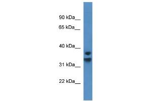 WB Suggested Anti-NFKBID Antibody Titration: 0. (NFKBID Antikörper  (C-Term))