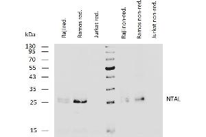 LAT2 Antikörper  (Cytoplasmic Domain)