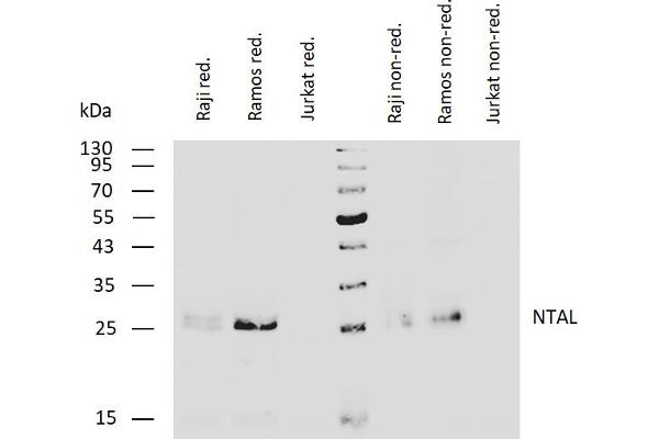 LAT2 Antikörper  (Cytoplasmic Domain)