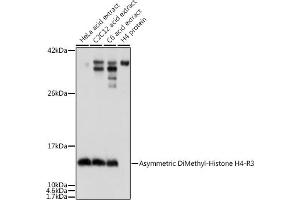 Western blot analysis of extracts of various cell lines, using Asymmetric DiMethyl-Histone H4-R3 antibody (ABIN3016059, ABIN3016060, ABIN3016061, ABIN1680261 and ABIN6219537) at dilution. (Histone H4 Antikörper  (2meArg3))
