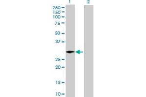 Western Blot analysis of ARGLU1 expression in transfected 293T cell line by ARGLU1 MaxPab polyclonal antibody.