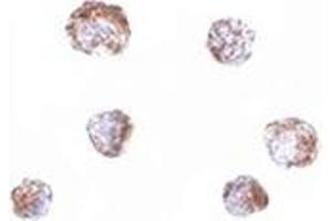 anti-Zinc Finger, BED-Type Containing 3 (ZBED3) (C-Term) antibody