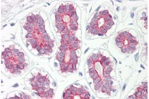 Image no. 2 for anti-Cytochrome P450, Family 2, Subfamily B, Polypeptide 6 (CYP2B6) (AA 215-264) antibody (ABIN6749723) (CYP2B6 Antikörper  (AA 215-264))