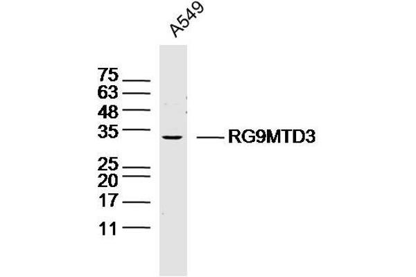 RG9MTD3 Antikörper  (AA 101-200)