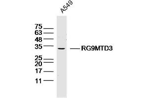 RG9MTD3 antibody  (AA 101-200)