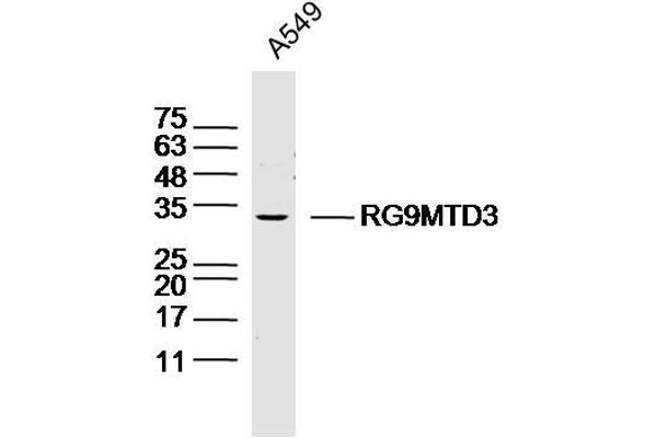 RG9MTD3 antibody  (AA 101-200)