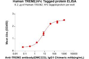 ELISA plate pre-coated by 2 μg/mL (100 μL/well) Human T Protein, hFc Tag(ABIN7092789, ABIN7272392 and ABIN7272393) can bind Anti-T antibody, IgG1 Chimeric mAb in a linear range of 1.