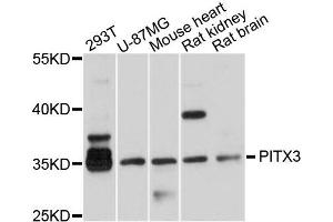 Western blot analysis of extracts of various cells, using PITX3 antibody. (PITX3 Antikörper)