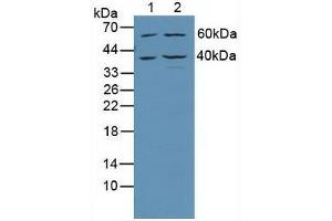 Western blot analysis of (1) Human Jurkat Cells and (2) Human HeLa cells. (TRADD Antikörper  (AA 61-297))