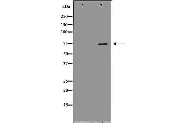GAS2L1 antibody  (C-Term)