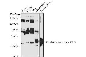Western blot analysis of extracts of various cell lines, using Creatine kinase B type (Creatine kinase B type (CKB)) antibody (ABIN6127630, ABIN6138649, ABIN6138651 and ABIN6216334) at 1:3000 dilution. (CKB Antikörper  (AA 182-381))